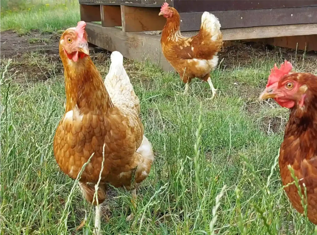 Hühner